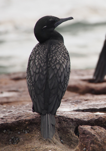 Little Black Cormorant, photo 4 of 7