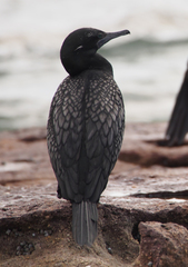 Little Black Cormorant photo 4