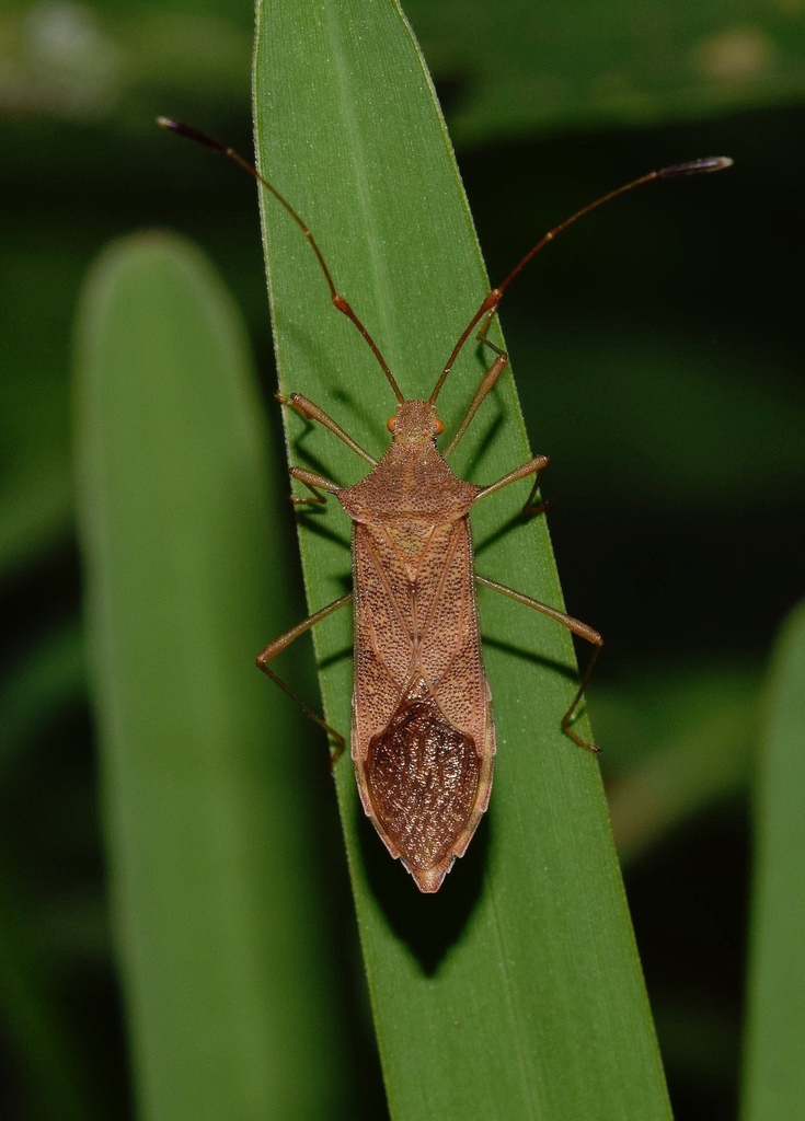 Leaf-footed Bugs
