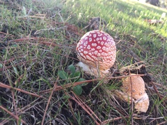 Amanita muscaria