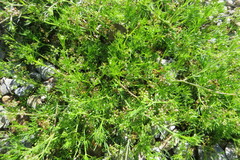 Spermolepis echinata