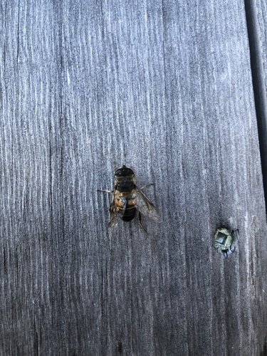 Unknown species found near Beaver Brook Rd, Old Lyme, CT, US