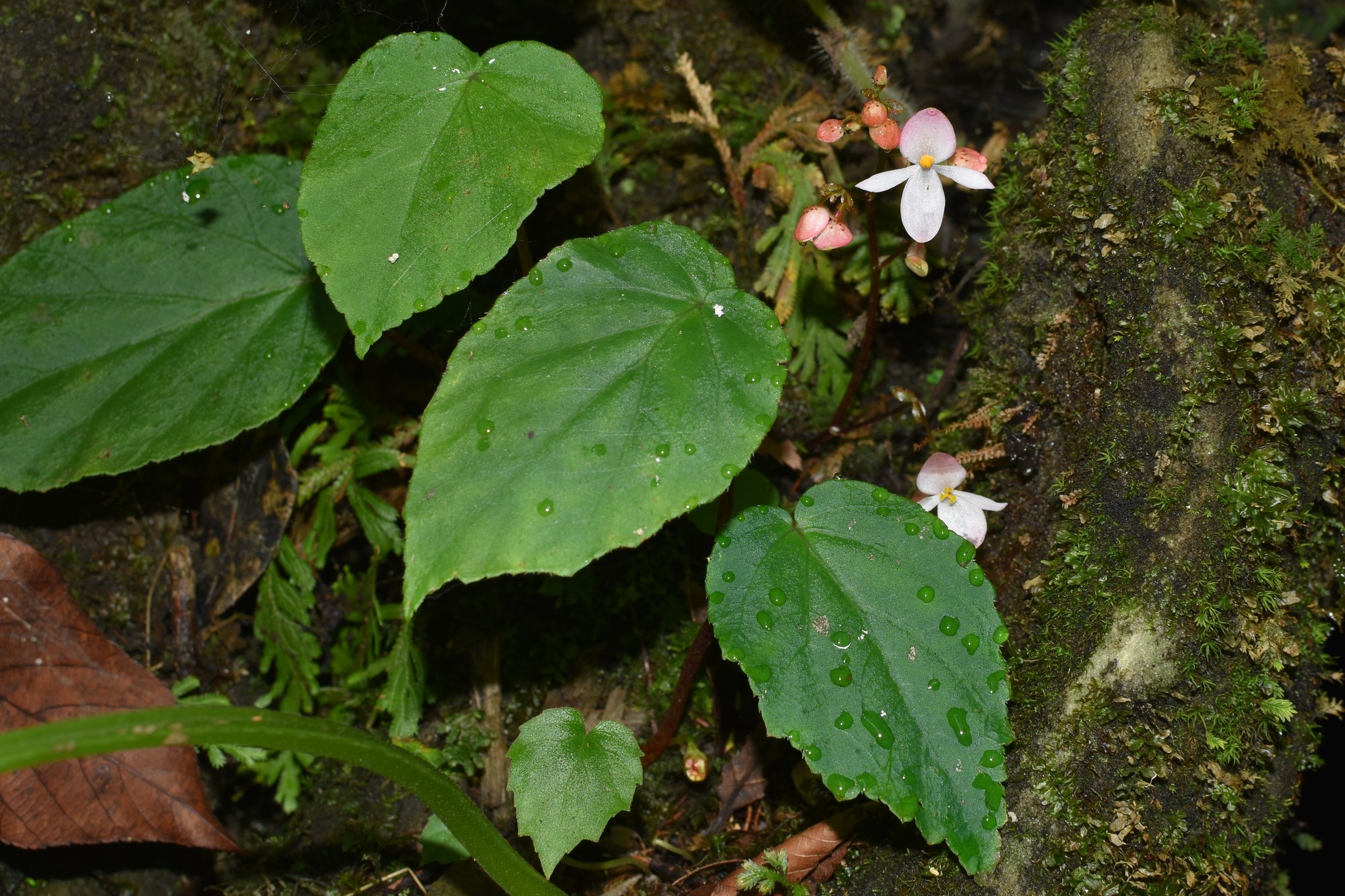 Begonia labordei (Begonia labordei)