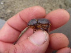 Small Sand Scarab (Pericoptus punctatus) · iNaturalist United Kingdom