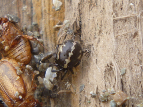 Steatoda lepida (O.Pickard-Cambridge, 1880)