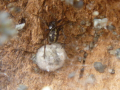 Steatoda lepida