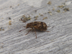 Cacephatus