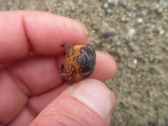 Pericoptus punctatus