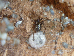 Steatoda lepida