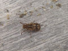Cacephatus