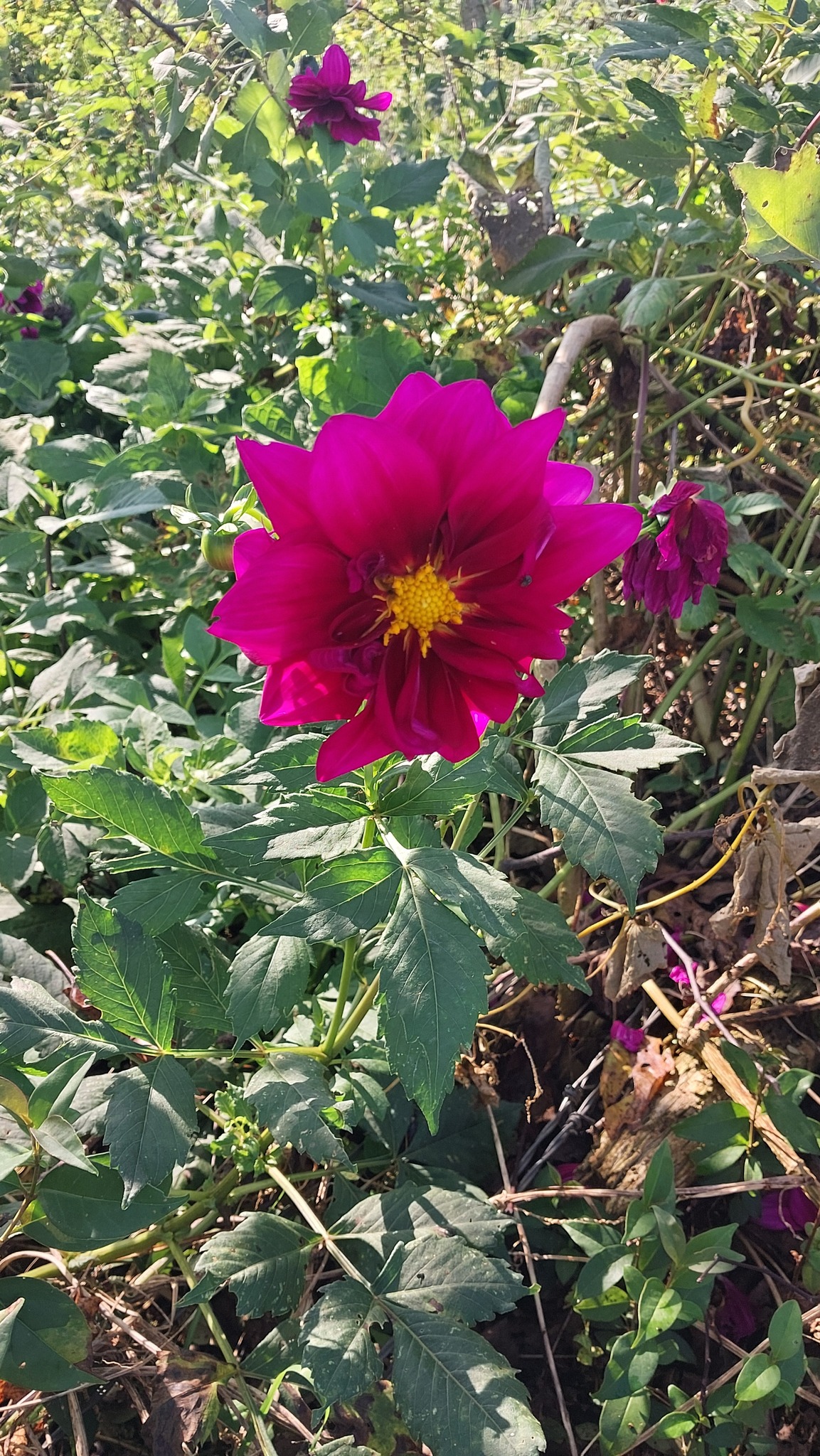 Dahlia pinnata