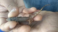 Anolis distichus