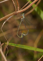 Neosticta canescens