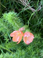 Gladiolus brevitubus