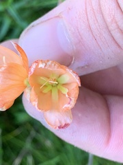 Gladiolus brevitubus