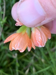 Gladiolus brevitubus