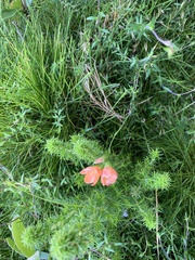 Gladiolus brevitubus