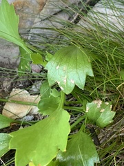 Centella triloba