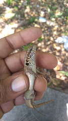 Leiocephalus lunatus lewisi