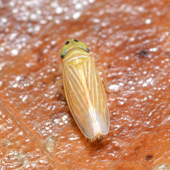 Graminella villica