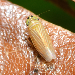 Graminella villica