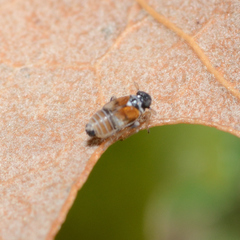 Flavoclypeus andromedus