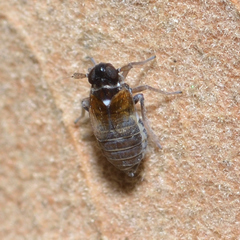 Flavoclypeus andromedus