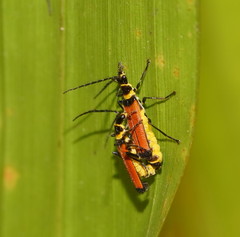 Chauliognathus atricornis
