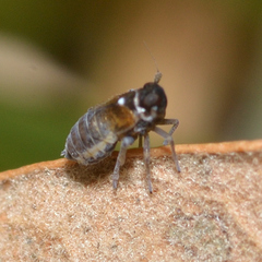 Flavoclypeus andromedus