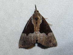 Hypena bijugalis