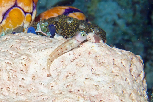 Three-lined blenny (Ecsenius trilineatus) — Blenniidae — 4