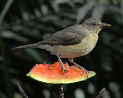 Turdus pelios