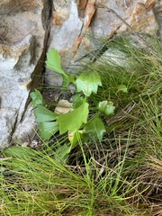 Centella triloba