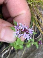 Lobelia jasionoides