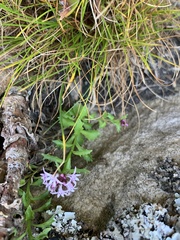 Lobelia jasionoides