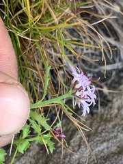 Lobelia jasionoides