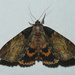 Clouded Underwing - Photo (c) kens18, some rights reserved (CC BY-NC), uploaded by kens18