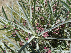 Asclepias brachystephana