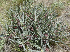 Asclepias brachystephana