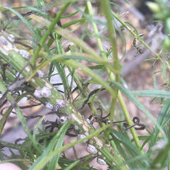 Ceroplastes cirripediformis