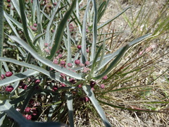 Asclepias brachystephana