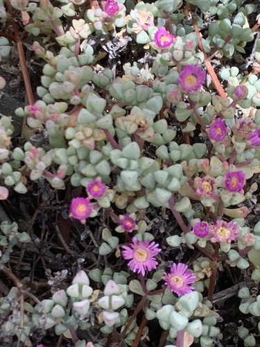 Oscularia piquetbergensis (Oscularia piquetbergensis)