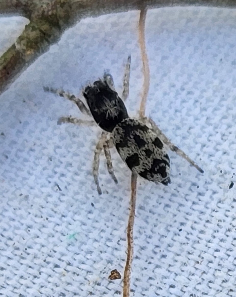Hyetussa alternata