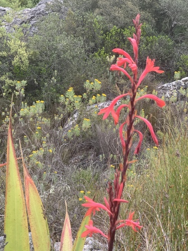 Namaqua Watsonia (Watsonia vanderspuyae)