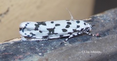 Ethmia notatella