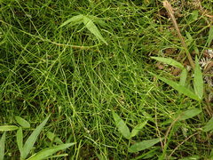 Schoenus maschalinus