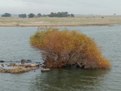 Salix acmophylla