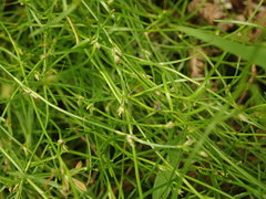 Schoenus maschalinus