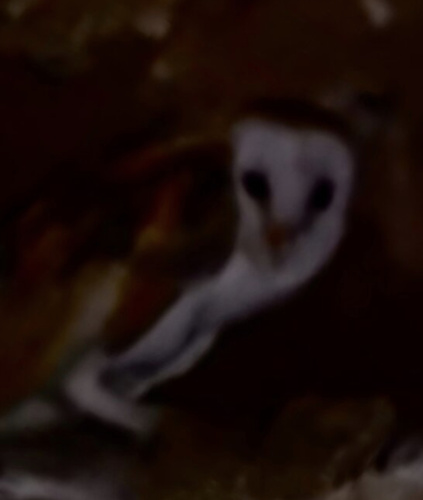Western Barn Owl