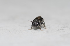 Euryglossa